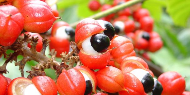 Brazilská Guarana