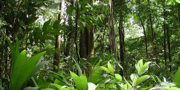 Guarana v amazonském pralese